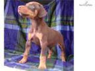 Doberman Pinscher Puppy for sale in Canton, OH, USA