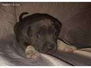 Mutt Puppy for sale in Hannibal, MO, USA