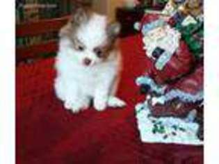 Pomeranian Puppy for sale in Crownsville, MD, USA