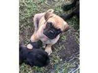 Puggle Puppy for sale in Round Rock, TX, USA