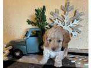Goldendoodle Puppy for sale in Monett, MO, USA