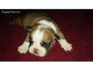 Bulldog Puppy for sale in Turkey, TX, USA