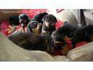 Rottweiler Puppy for sale in Iola, TX, USA