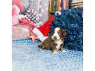 Miniature Australian Shepherd Puppy for sale in Longwood, FL, USA