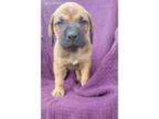 Mastiff Puppy for sale in Elliott, IA, USA
