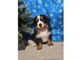 Bernese Mountain Dog Puppy for sale in Grabill, IN, USA