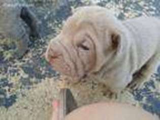 Mutt Puppy for sale in Edgerton, KS, USA