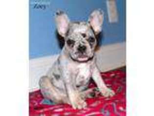 French Bulldog Puppy for sale in Jamestown, KY, USA