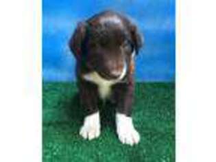 Border Collie Puppy for sale in Castro Valley, CA, USA