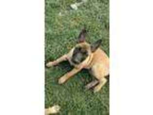 Belgian Malinois Puppy for sale in Yuba City, CA, USA