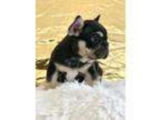 French Bulldog Puppy for sale in Silver Spring, MD, USA