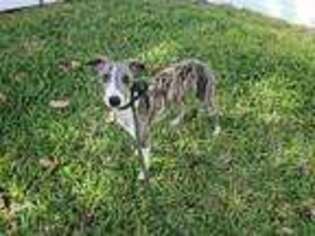 Whippet Puppy for sale in Miami, FL, USA