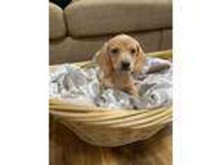 Dachshund Puppy for sale in Dandridge, TN, USA