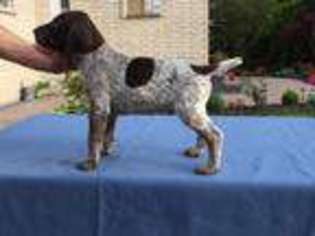 German Shorthaired Pointer Puppy for sale in Park Ridge, IL, USA