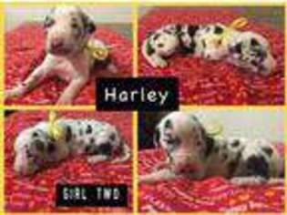 Great Dane Puppy for sale in Willis, TX, USA
