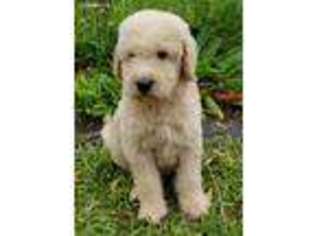 Labradoodle Puppy for sale in Belleview, FL, USA