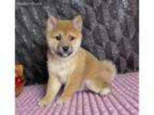 Shiba Inu Puppy for sale in East Sparta, OH, USA