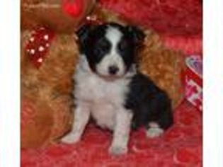 Miniature Australian Shepherd Puppy for sale in Whitesboro, OK, USA