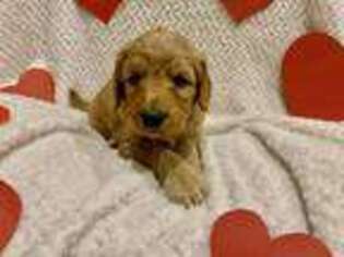 Goldendoodle Puppy for sale in Calimesa, CA, USA