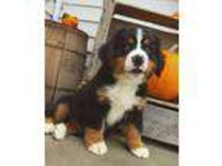 Bernese Mountain Dog Puppy for sale in Wauseon, OH, USA