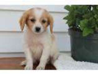 Mutt Puppy for sale in Rochester, IN, USA