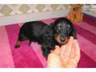 Dachshund Puppy for sale in Fort Worth, TX, USA