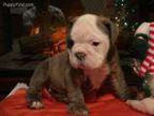 Bulldog Puppy for sale in Merced, CA, USA