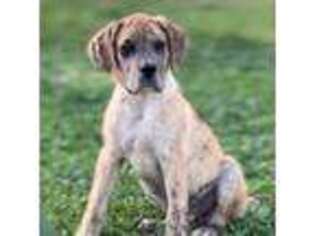 Great Dane Puppy for sale in Hesperia, CA, USA