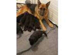 German Shepherd Dog Puppy for sale in Fort Collins, CO, USA