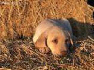 Labrador Retriever Puppy for sale in Craig, CO, USA