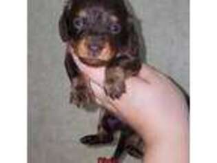Dachshund Puppy for sale in Quitman, MS, USA