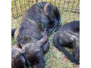 Mastiff Puppy for sale in Villa Rica, GA, USA