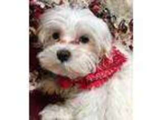 Maltese Puppy for sale in Winchester, IN, USA