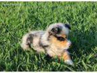 Miniature Australian Shepherd Puppy for sale in Pryor, OK, USA