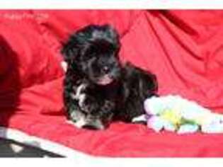 Havanese Puppy for sale in Venetia, PA, USA