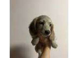Dachshund Puppy for sale in Tipton, IN, USA