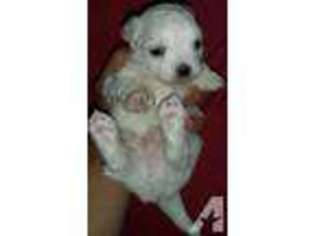 Maltese Puppy for sale in LEXINGTON, NC, USA