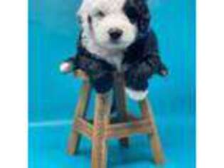 Mutt Puppy for sale in Live Oak, CA, USA