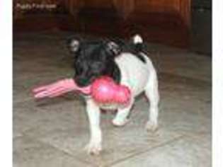 Rat Terrier Puppy for sale in Sunbury, OH, USA