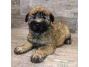 Soft Coated Wheaten Terrier Puppy for sale in Baldwin, NY, USA