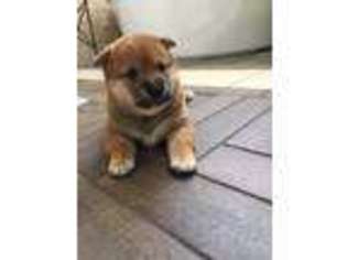 Shiba Inu Puppy for sale in Suwanee, GA, USA