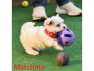 Maltese Puppy for sale in Maysville, OK, USA