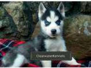 Siberian Husky Puppy for sale in Sallisaw, OK, USA