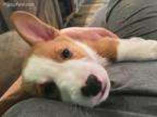 Pembroke Welsh Corgi Puppy for sale in Rochester, NY, USA