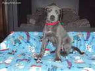 Great Dane Puppy for sale in Lodi, OH, USA