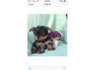 Yorkshire Terrier Puppy for sale in Sherman, TX, USA