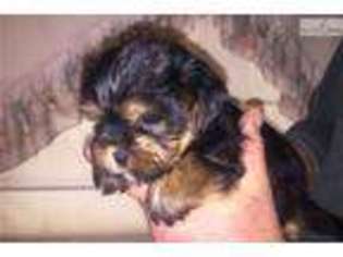 Mutt Puppy for sale in New Haven, CT, USA