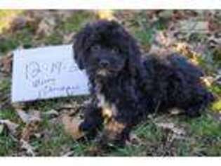 Cock-A-Poo Puppy for sale in Saint Louis, MO, USA