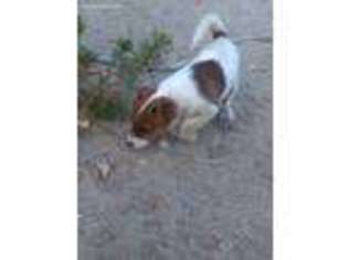 Jack Russell Terrier Puppy for sale in Anza, CA, USA