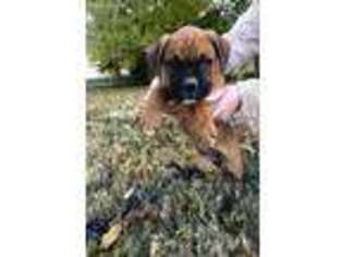 Boxer Puppy for sale in Sedalia, KY, USA